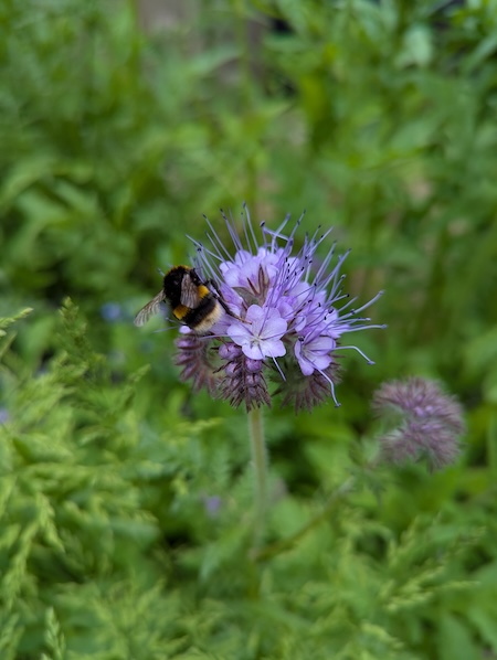 Purple fiddleneck being visited by a bee