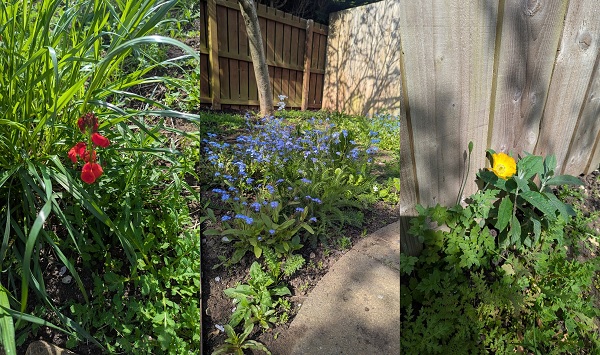Flowers in the garden